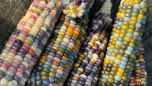 mais pop corn glass gem
