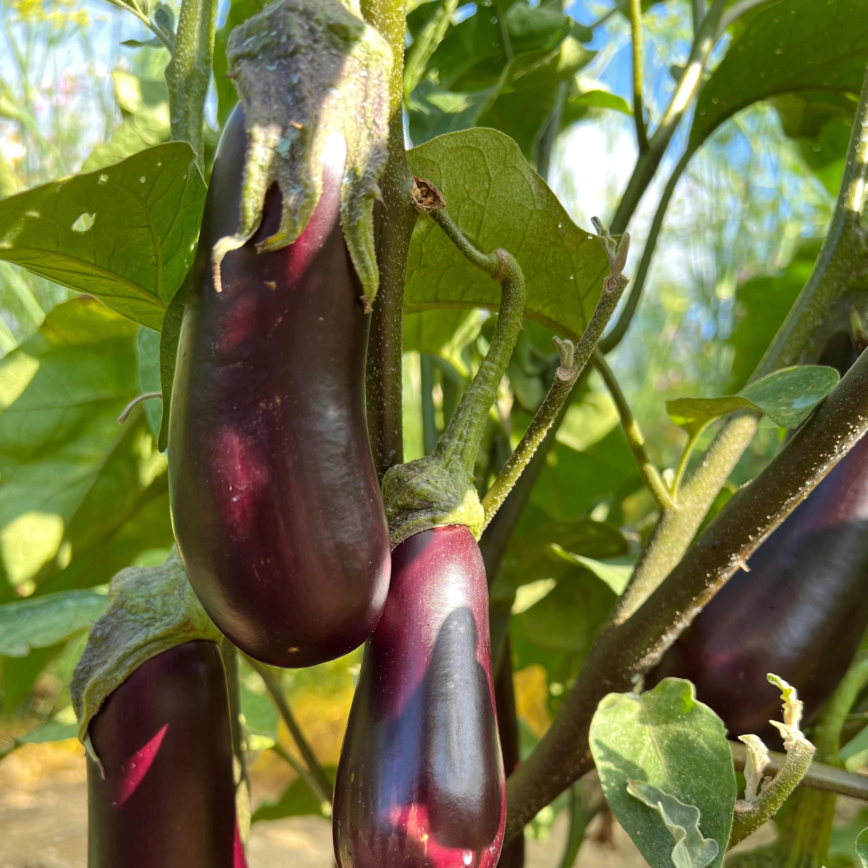 Comment cultiver l'Aubergine de Toulouse ? Histoire et culture