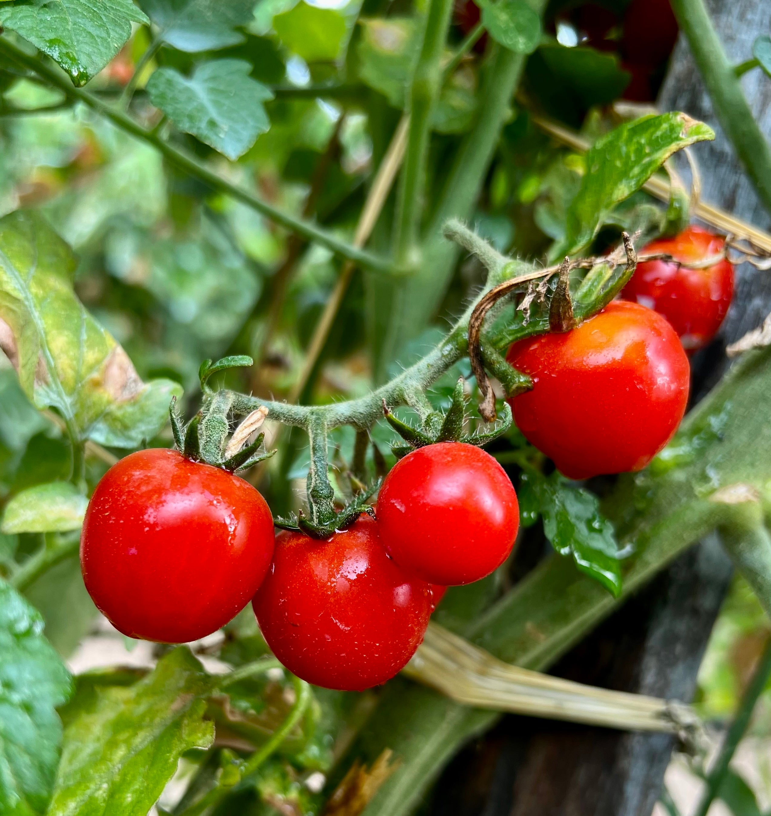 Photo de la tomate cerise maison catros 