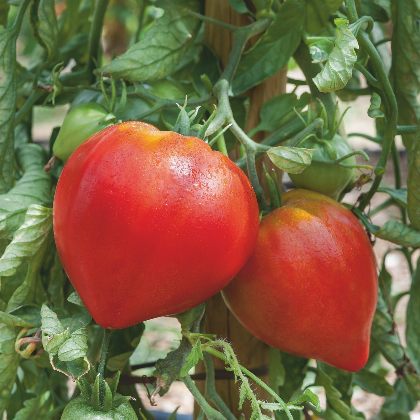 Les 3 Variétés incontournables !