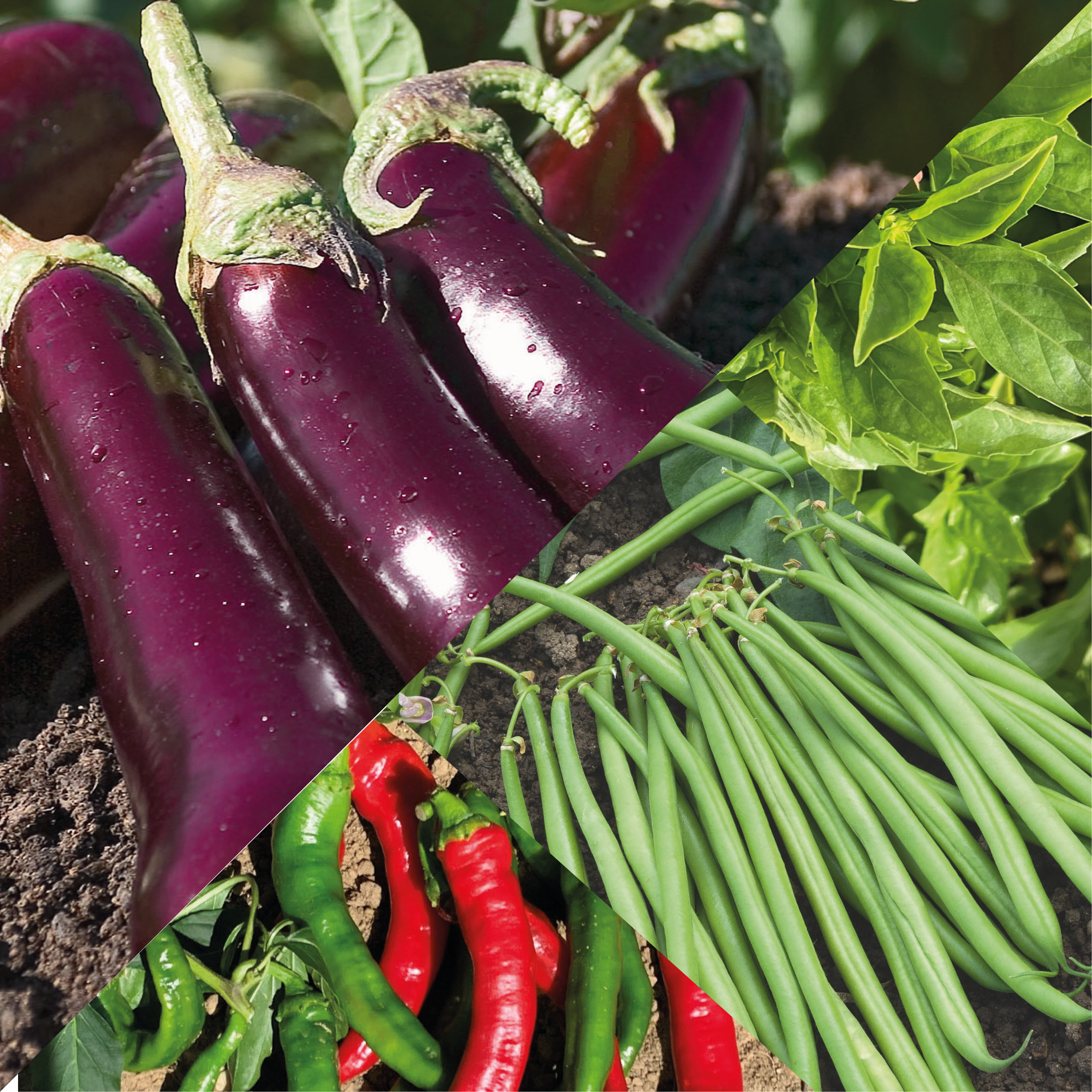 Aubergine de Toulouse : Compagnons et Amis essentiels