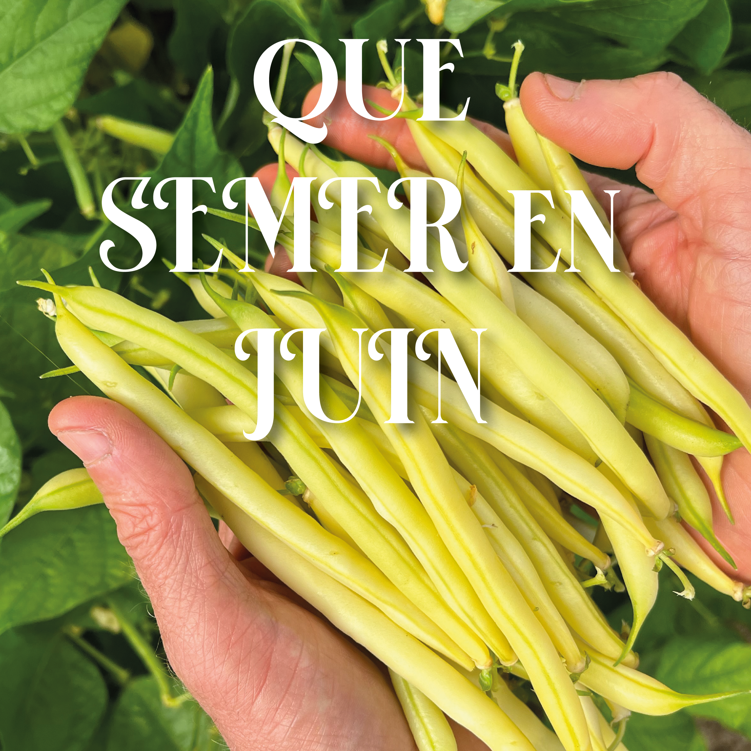 Que semer au mois de juin ? Les potagères