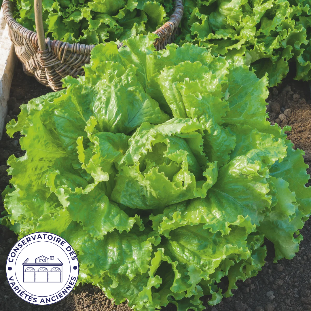 Laitue batavia blonde de Paris