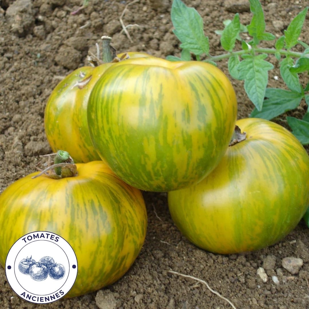 Tomate Green Zebra