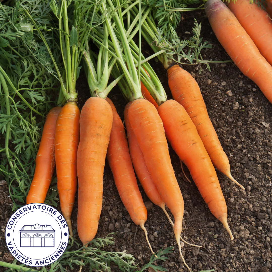 Carotte Nantaise améliorée 2