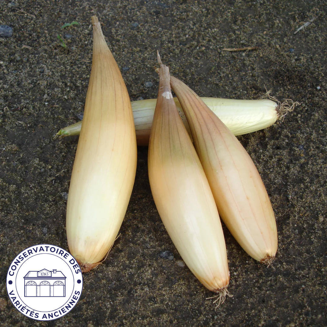 Oignon Hourcadère (type Trebons) Bio