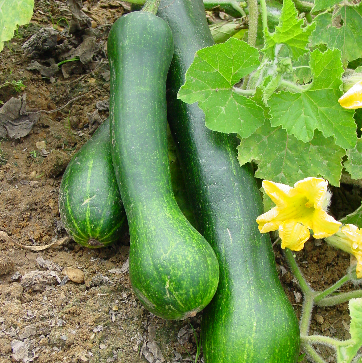 Courge longue de Nice