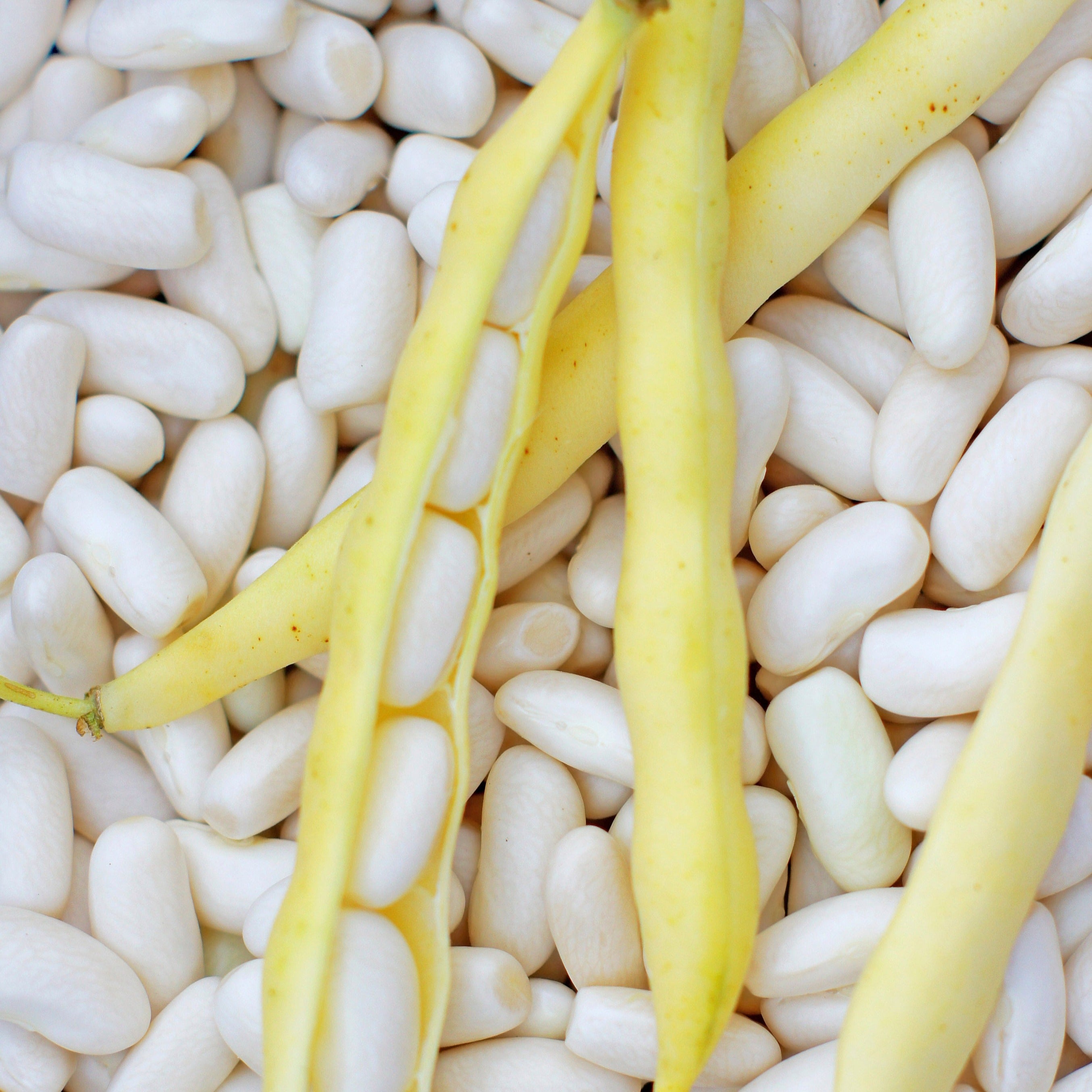 photo du pois nain à écosser MOGEX