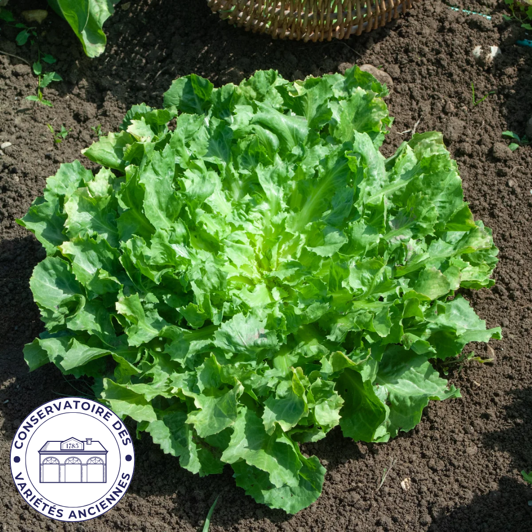 Chicorée scarole ronde verte à coeur plein