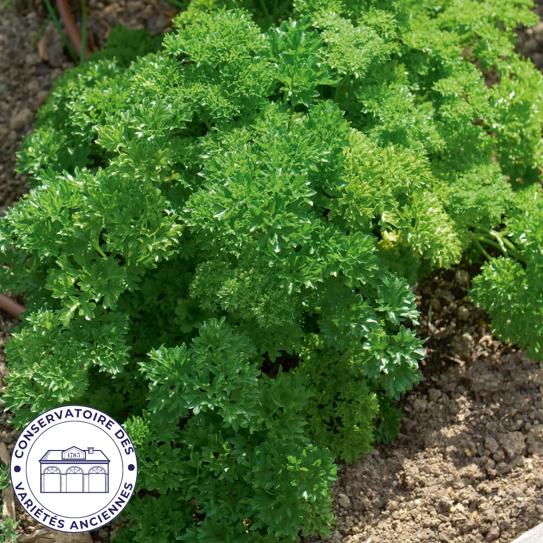 Persil frisé vert foncé
