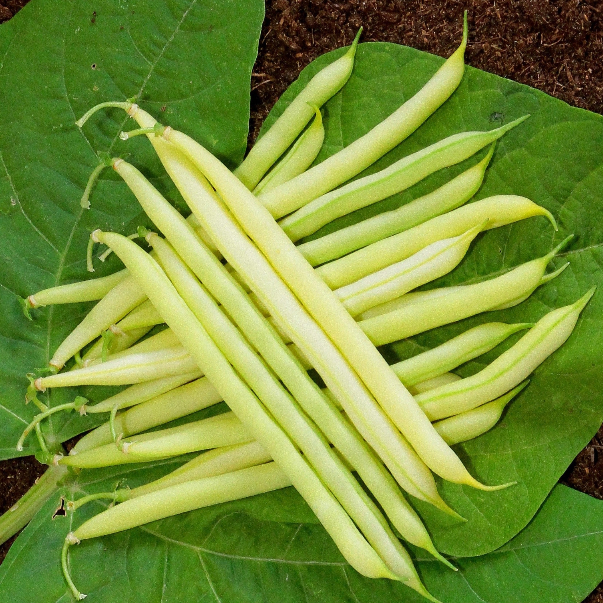 photo du haricot nain beurre minidor