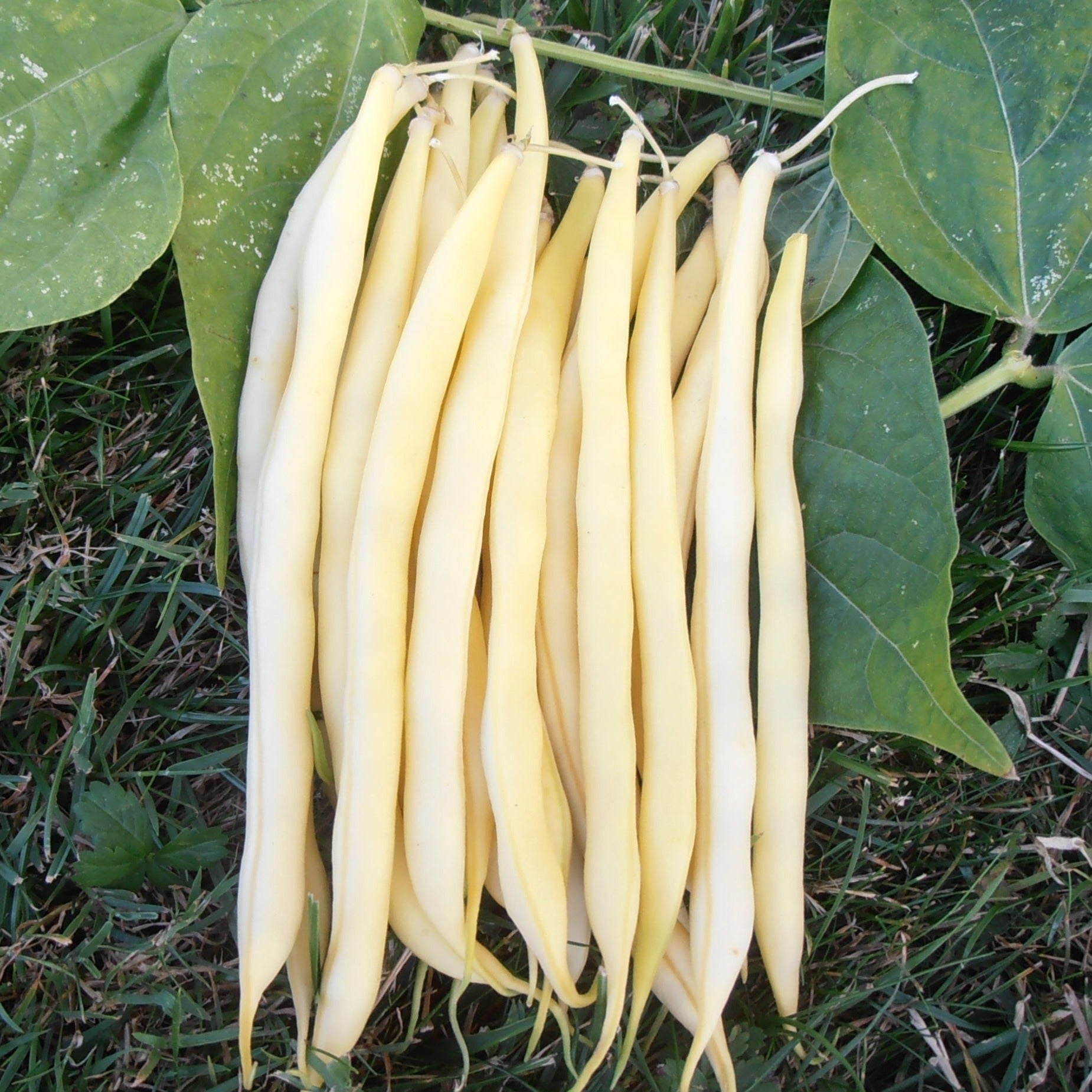 Haricot nain Beurre Rocquencourt