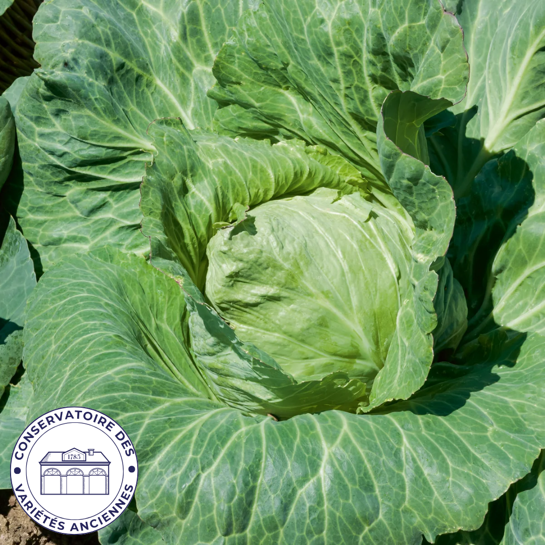 Chou cabus coeur de boeuf des vertus