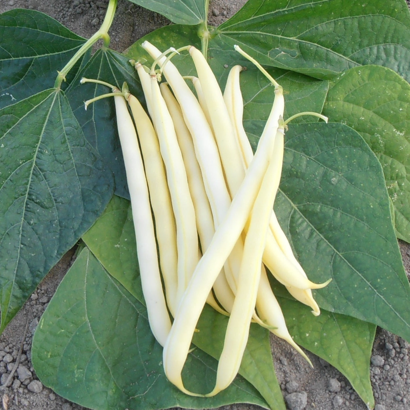 photo récolte du haricot nain beurre major