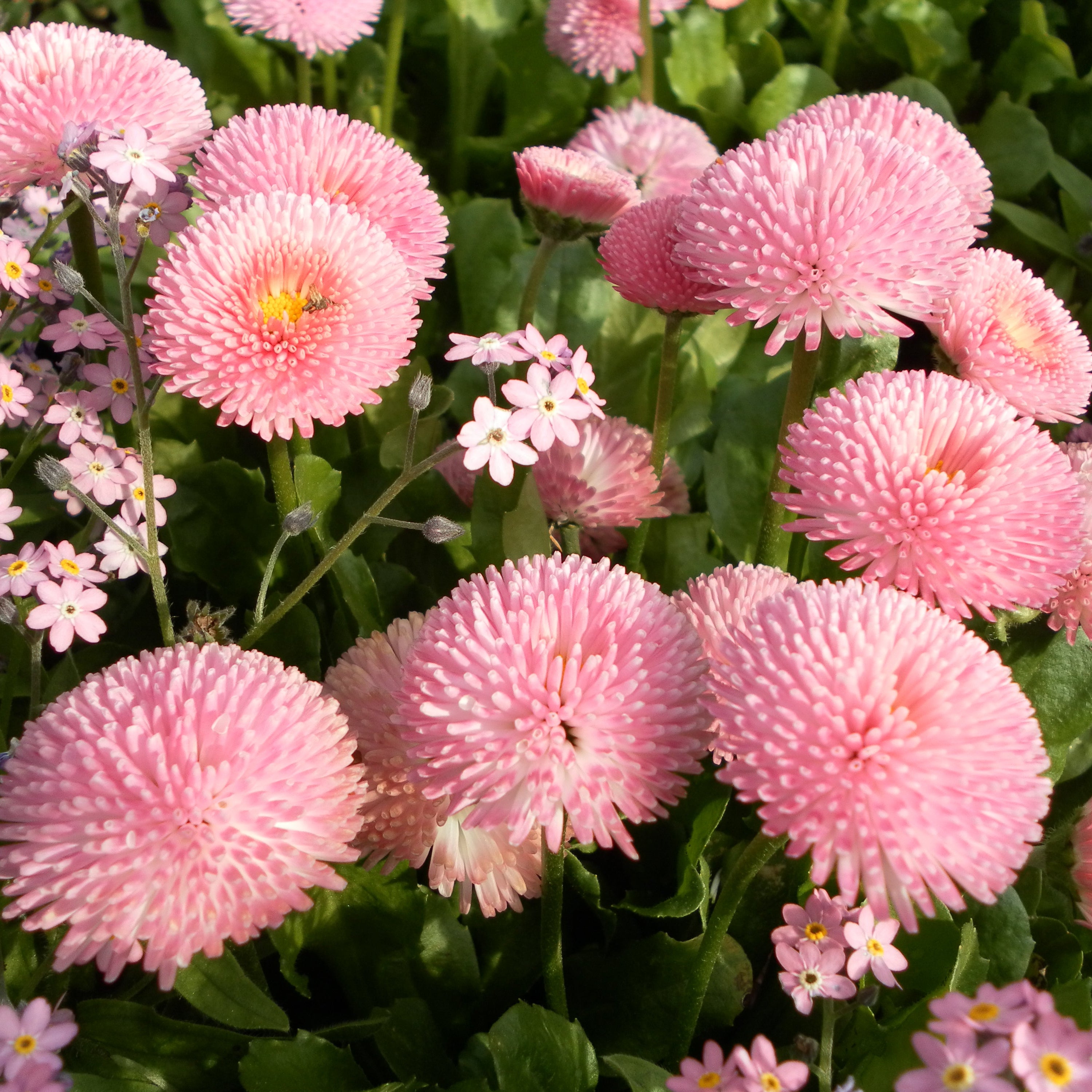 Pâquerette Super Pompom Rose