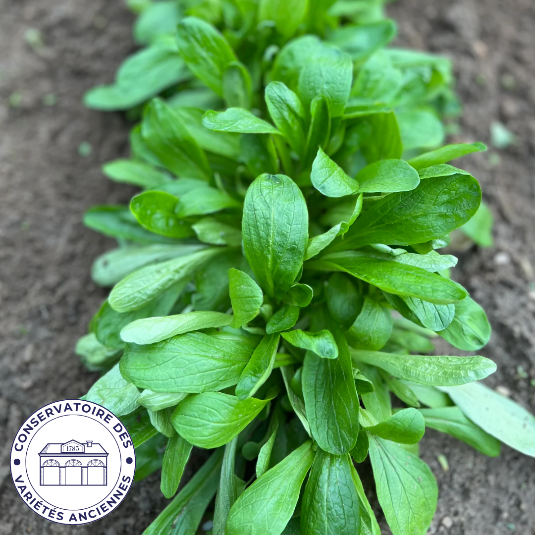 Mâche à grosse graine