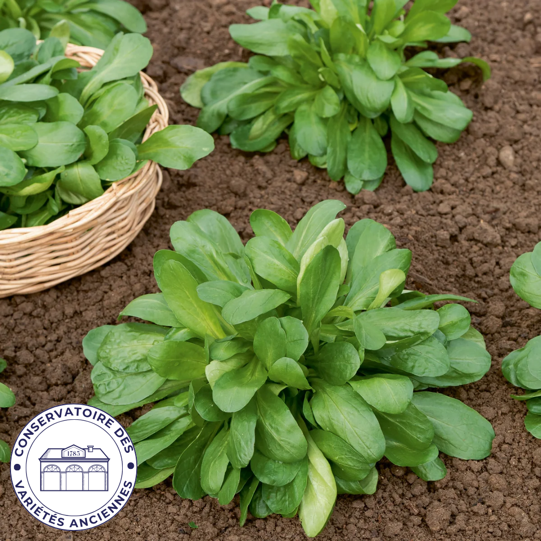 Mâche ronde maraîchère