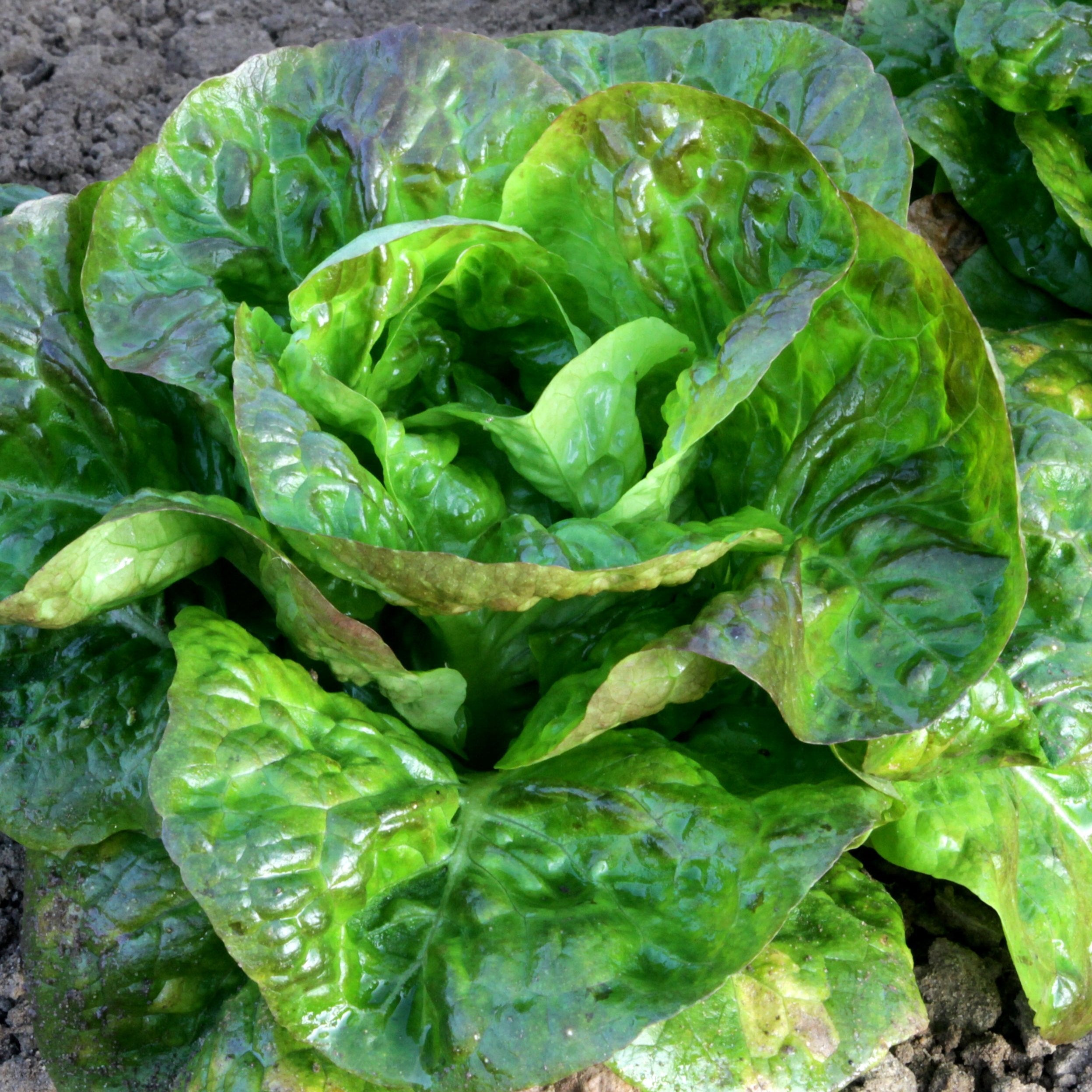 Laitue Rougette De Montpellier