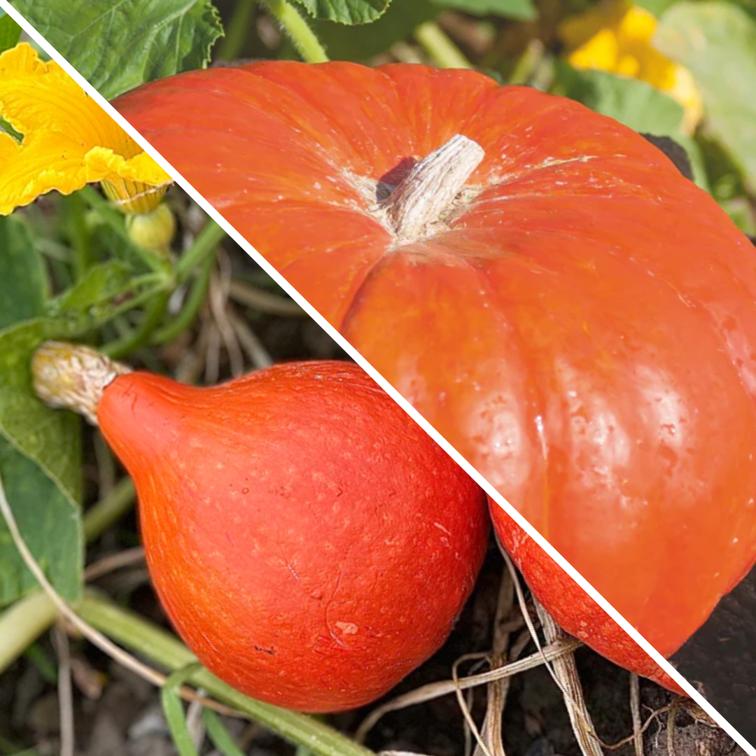 Lot de Potirons : potimarron et rouge vif d'Etampes