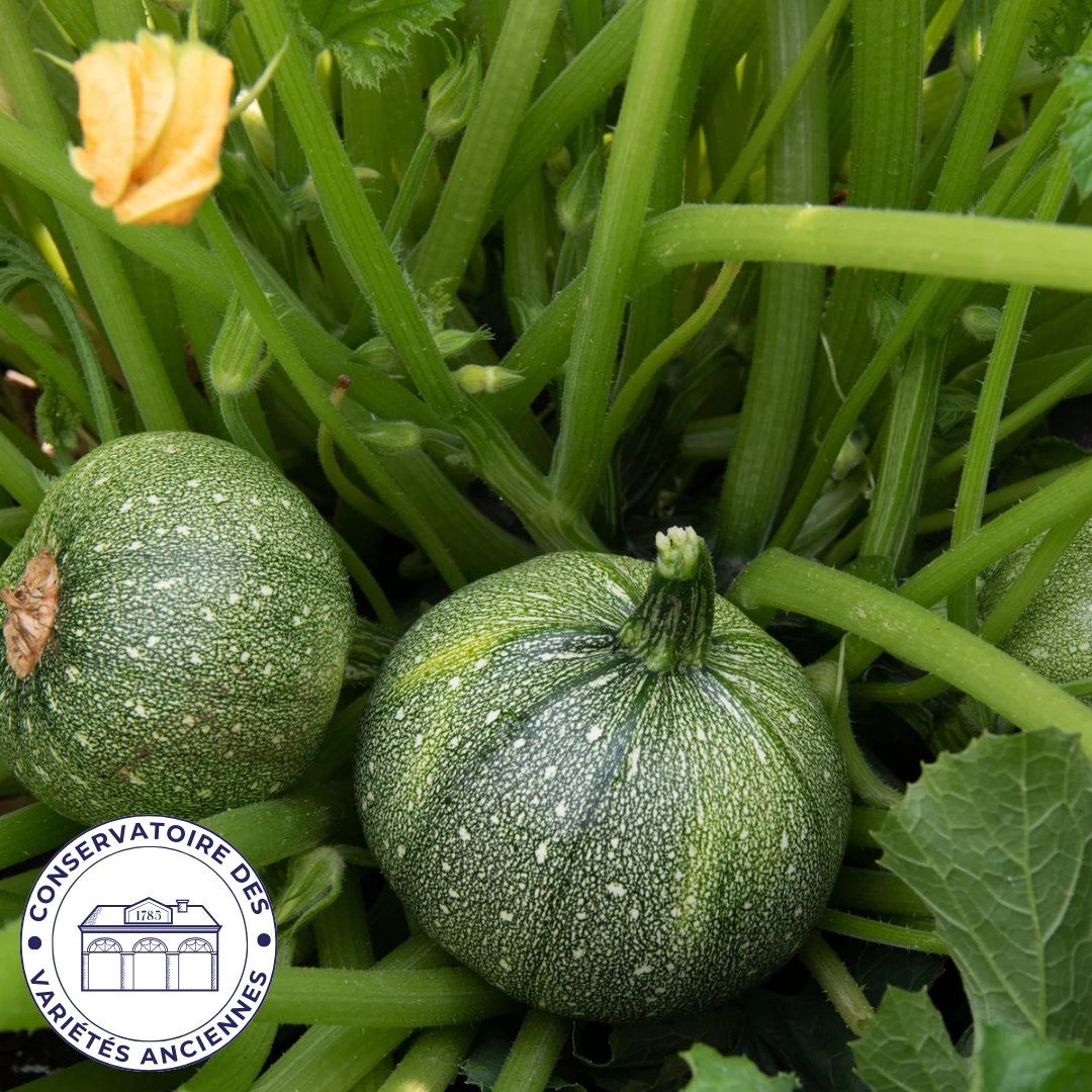 Courgette ronde de Nice