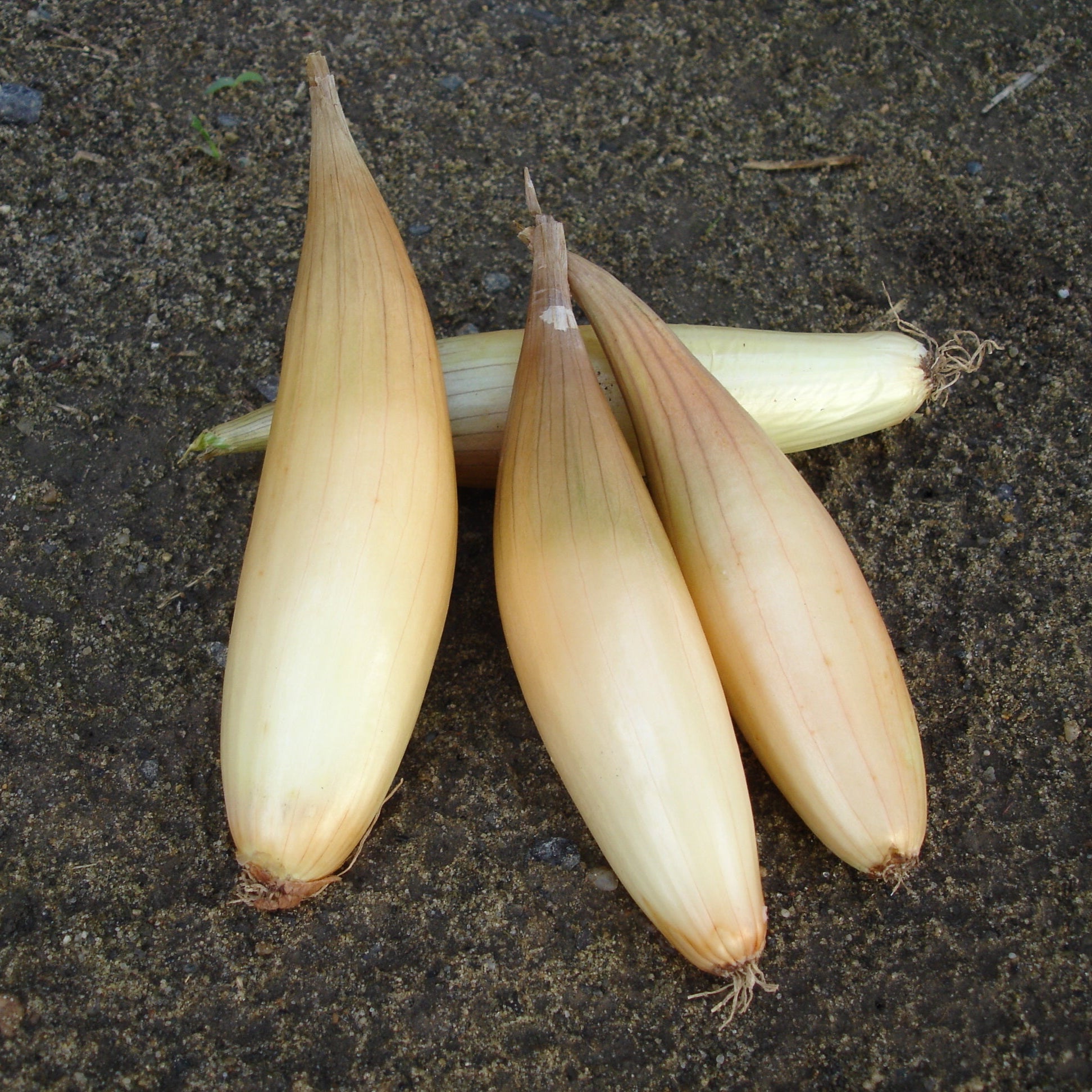 Oignon hourcadère type Trébons