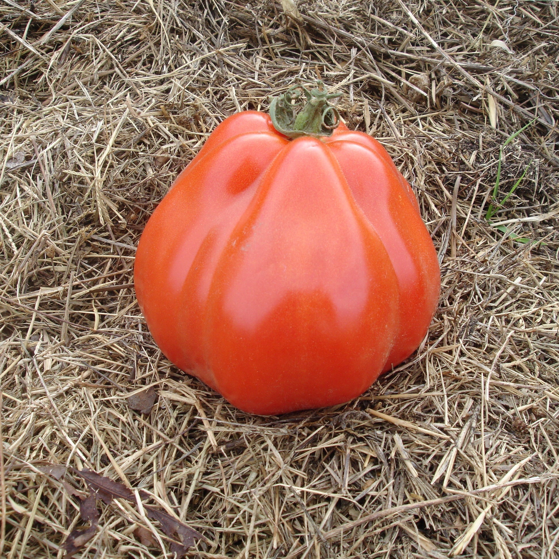Tomate Liguria