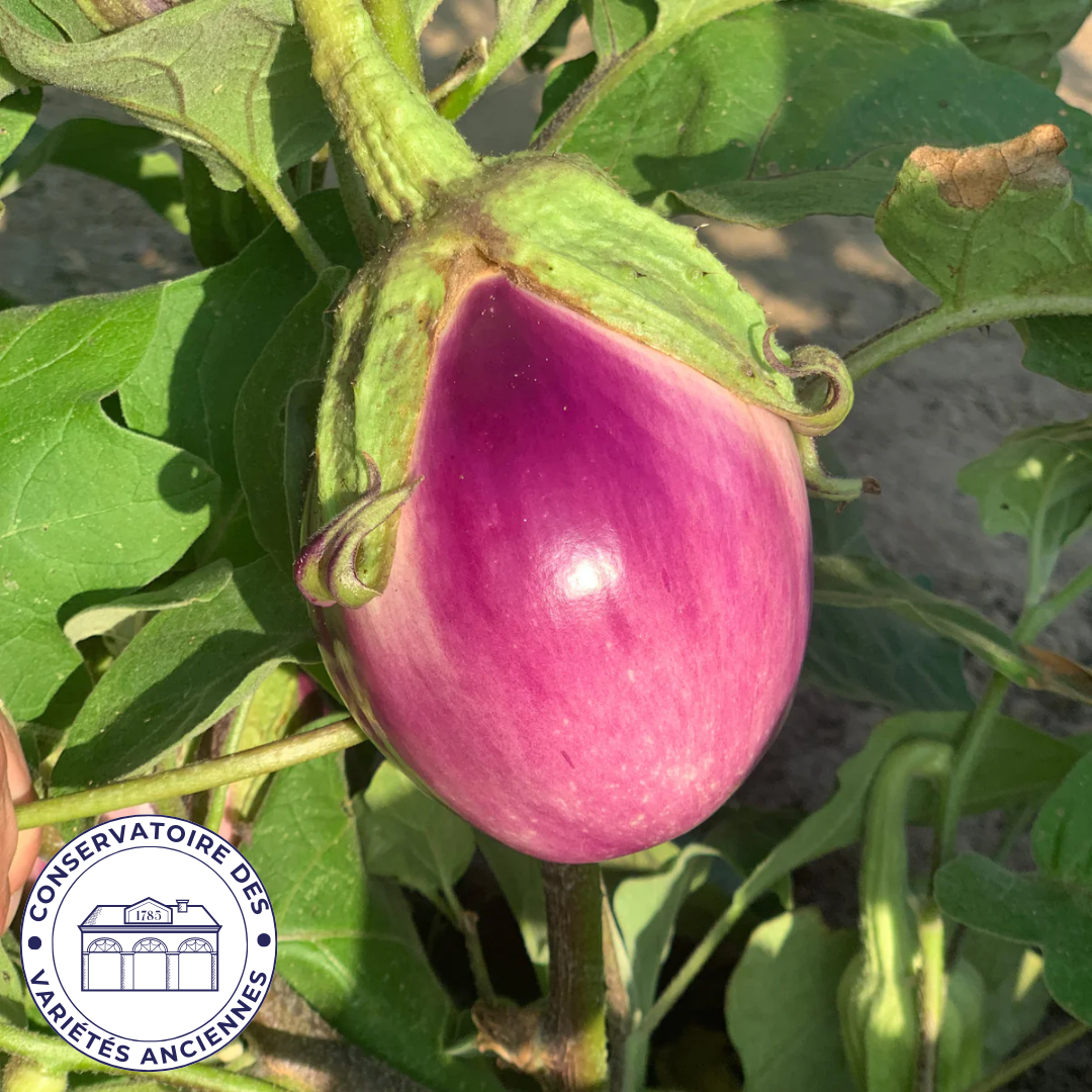 Aubergine Rosa Bianca