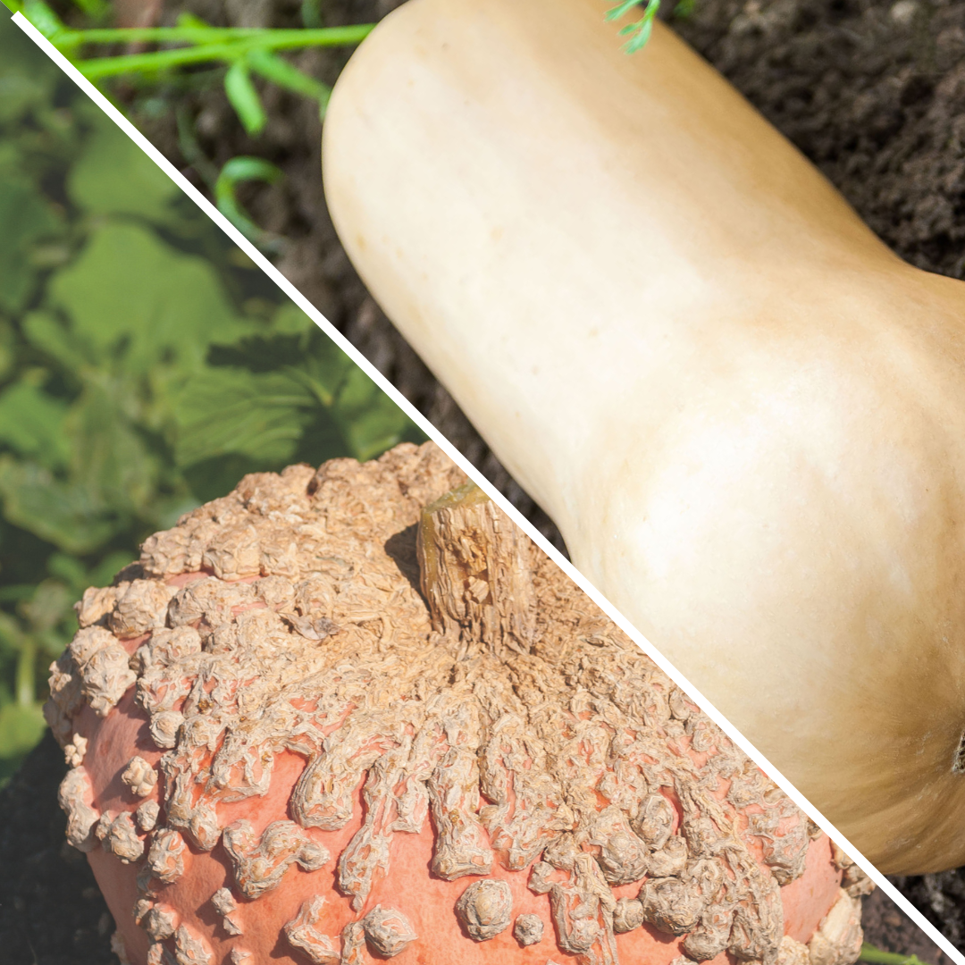 Lot de Courges : musquée Butternut et Galeuse d'Eysines