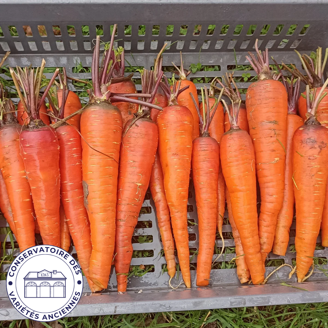 Carotte Géante de Tilques à pétiole Violet