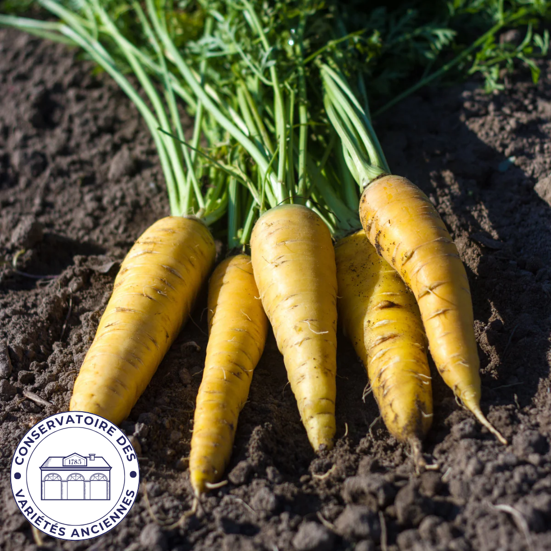 Carotte Jaune Obtuse Du Doubs