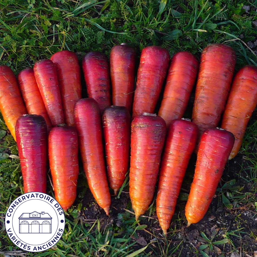 Carotte Rouge Sang