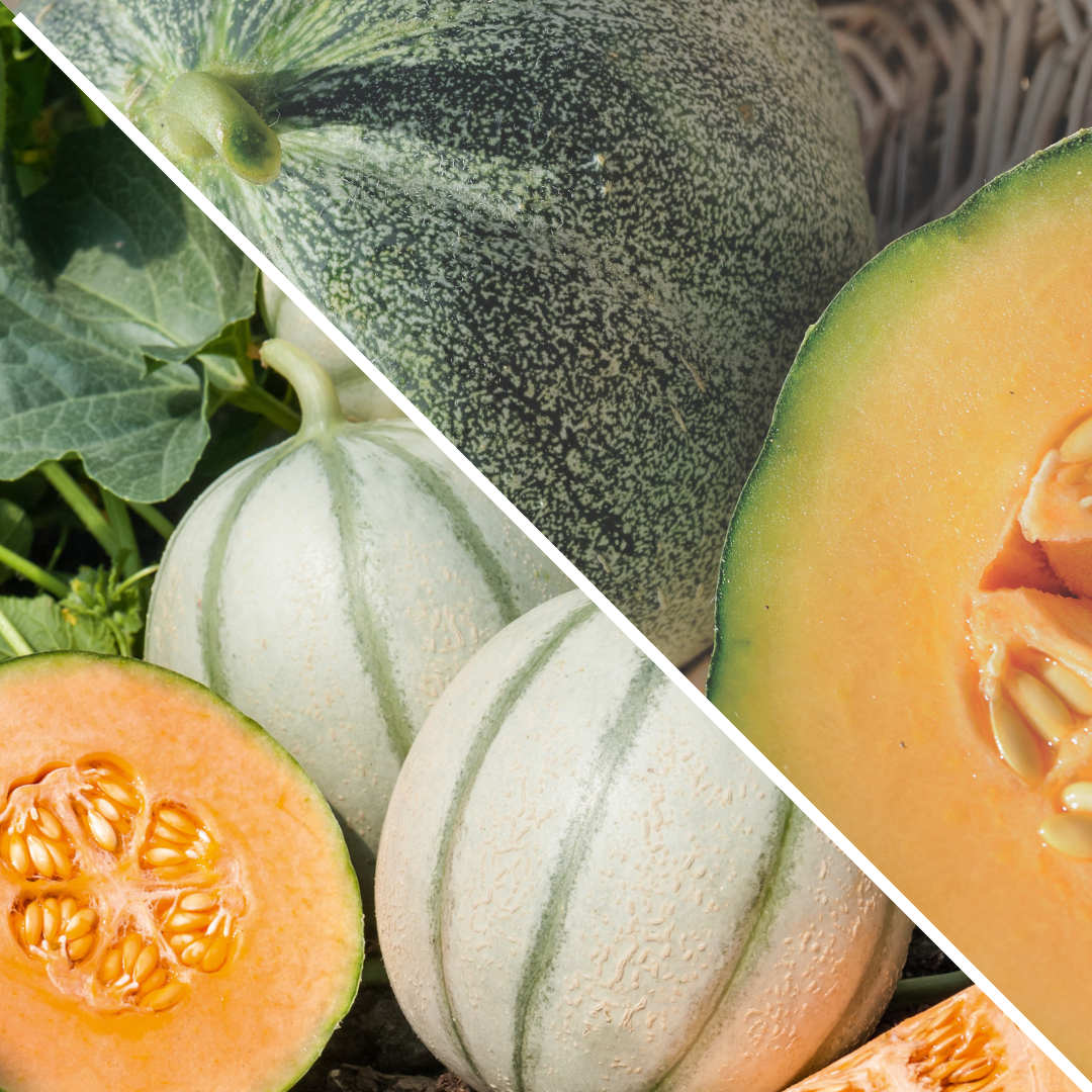 Lot de Melons : petit gris de Rennes et charentais