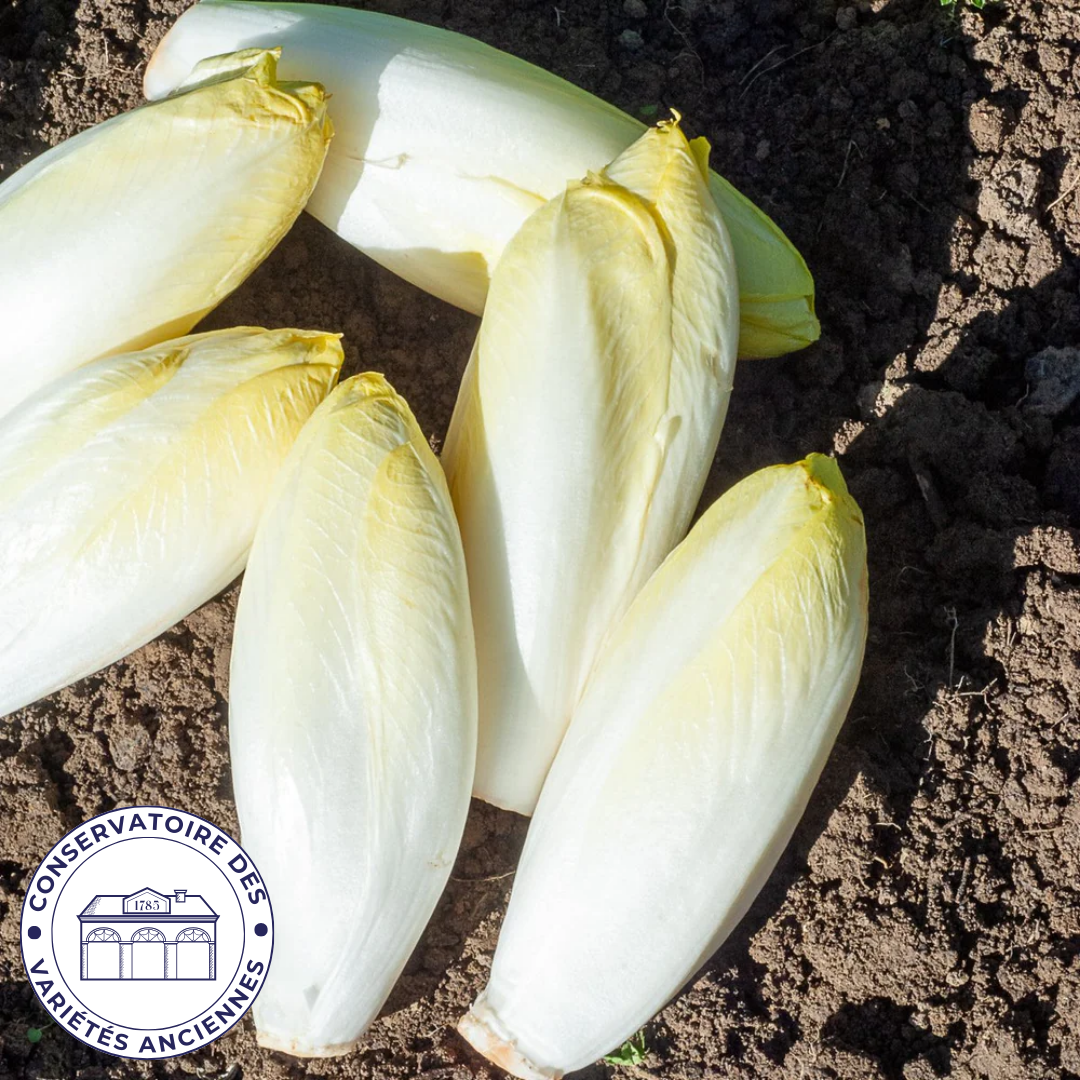 Chicorée Endive De Bruxelles