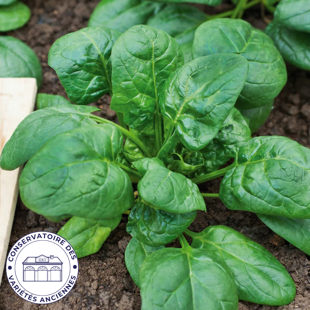 Épinard Viking Matador