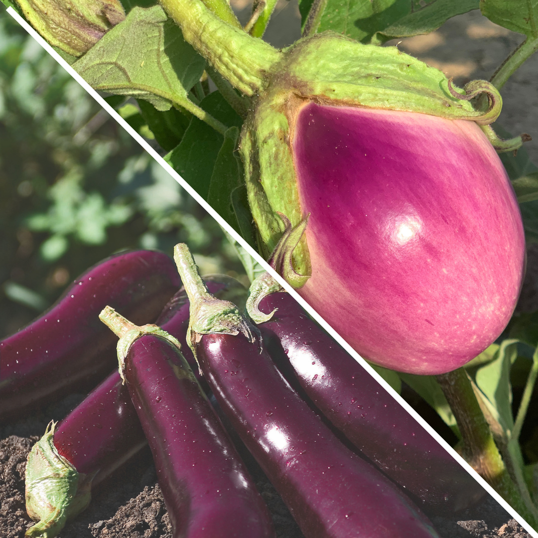 Lot d'aubergines : Rosa Bianca et de Toulouse