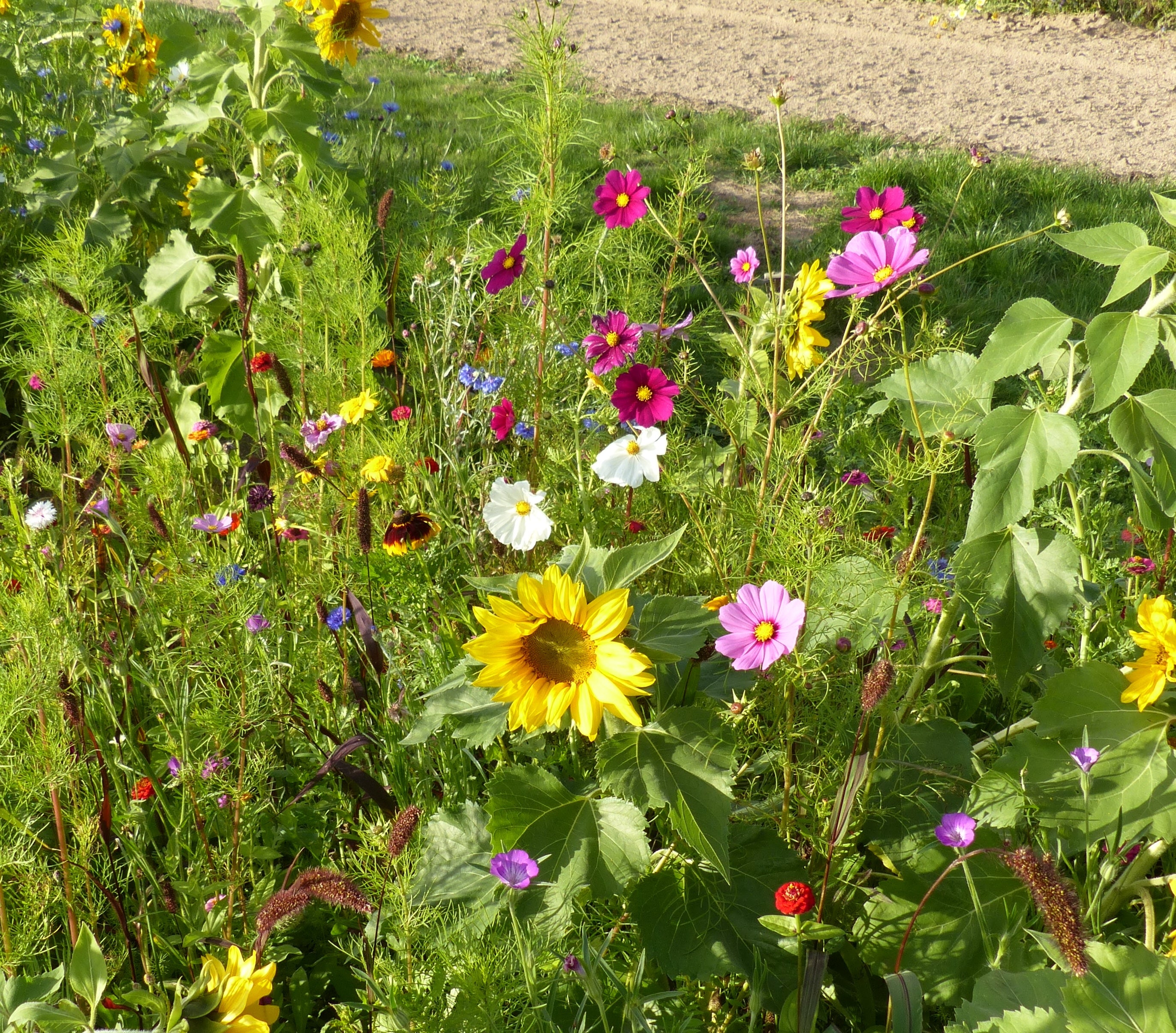 Jachère fleurie mélange de fleurs pour les oiseaux