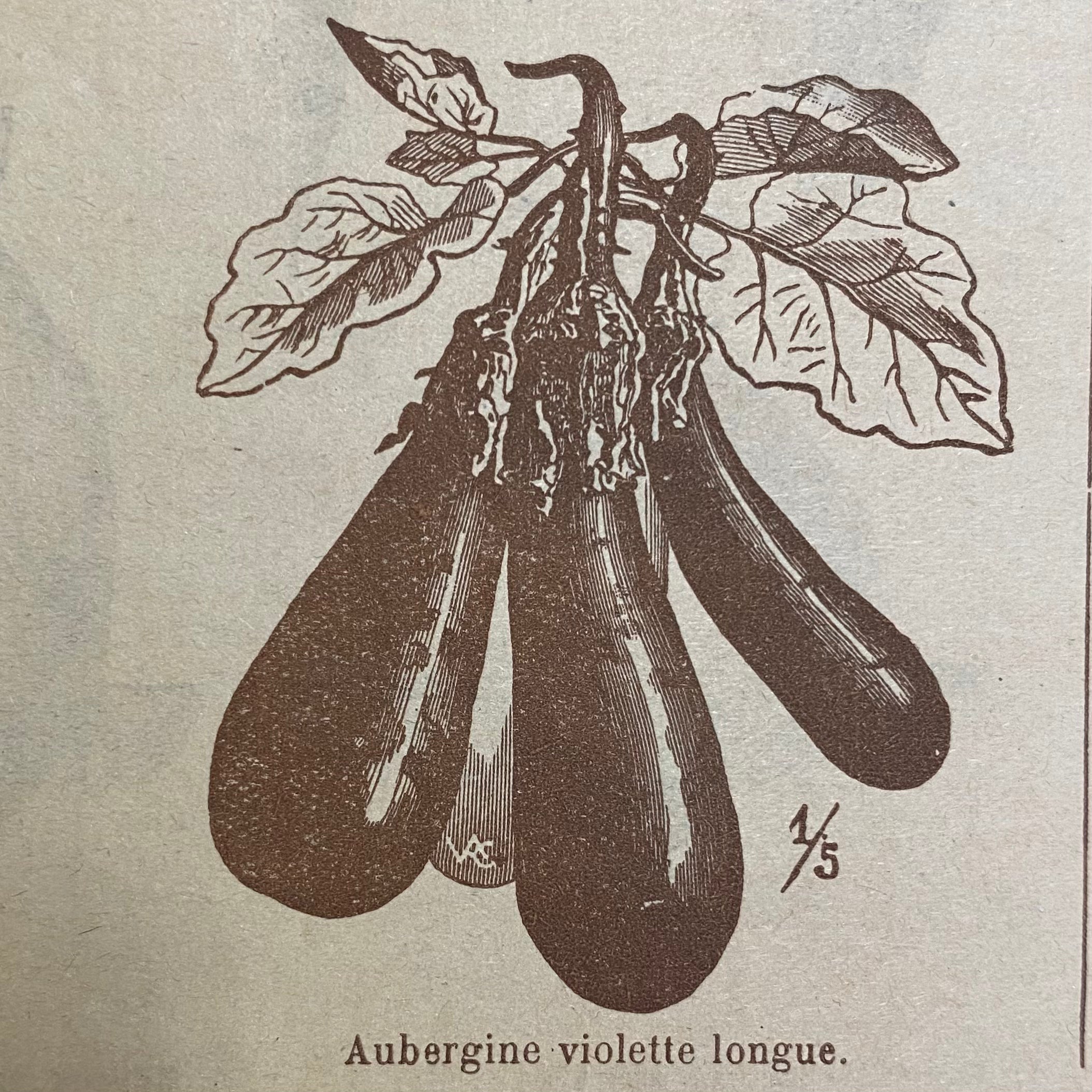 Photo de l'aubergine de Toulouse dans un vieux catalogue
