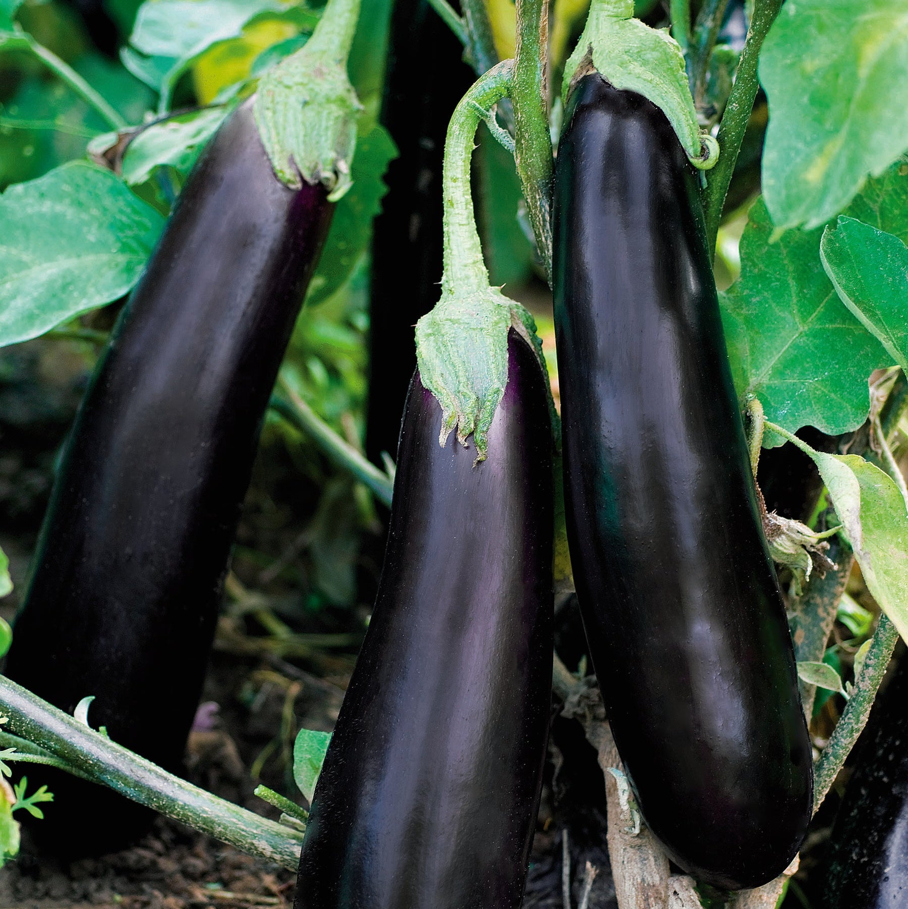 Aubergine de Barbentane