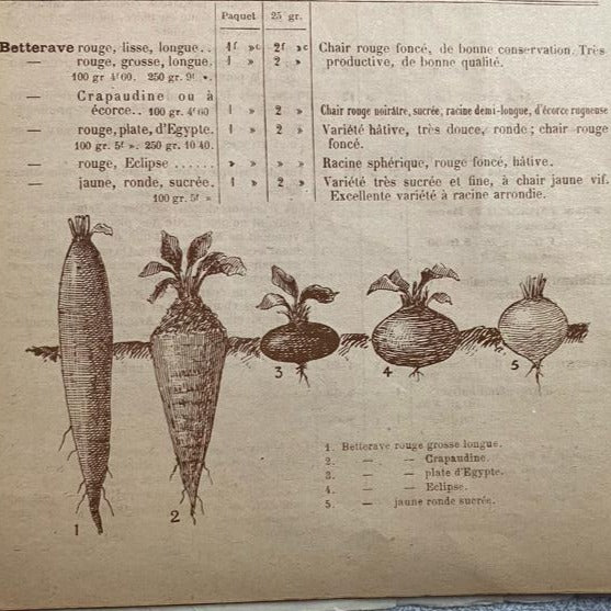 Betterave noire d'Egypte