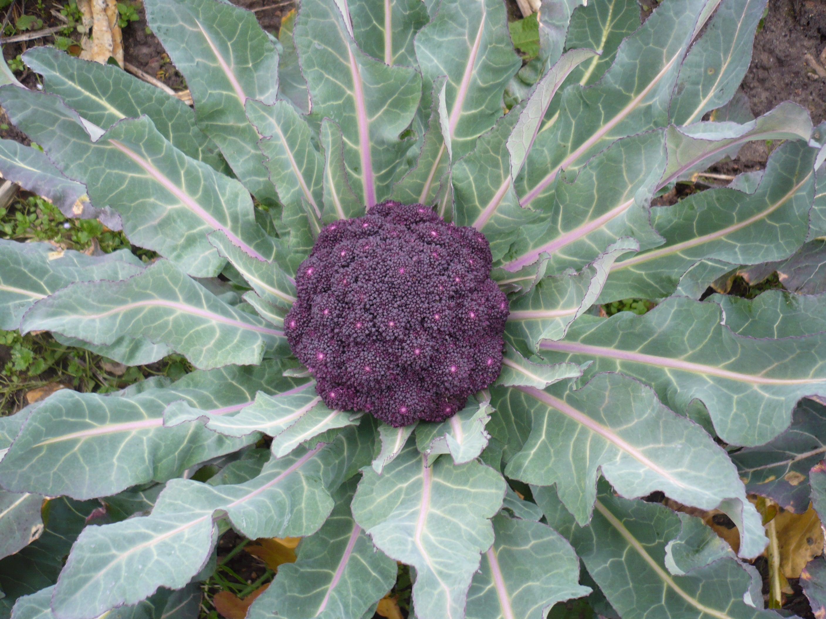 Chou Brocoli Violet du Cap