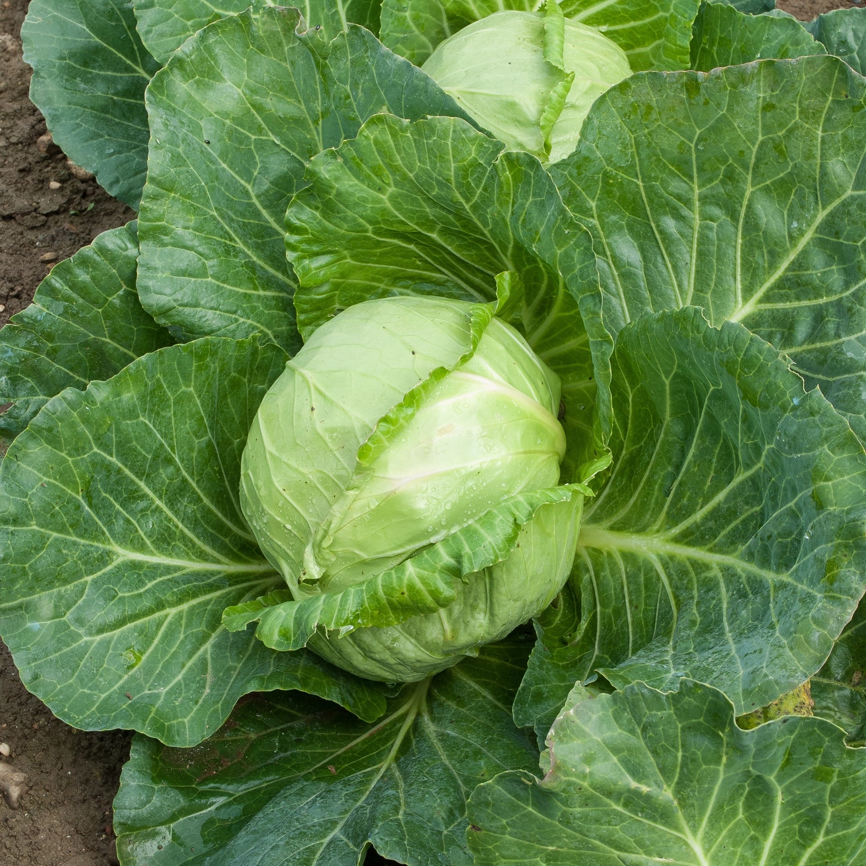 Photo du chou cabus nantais hâtif, produit finit. De la graine à la récolte
