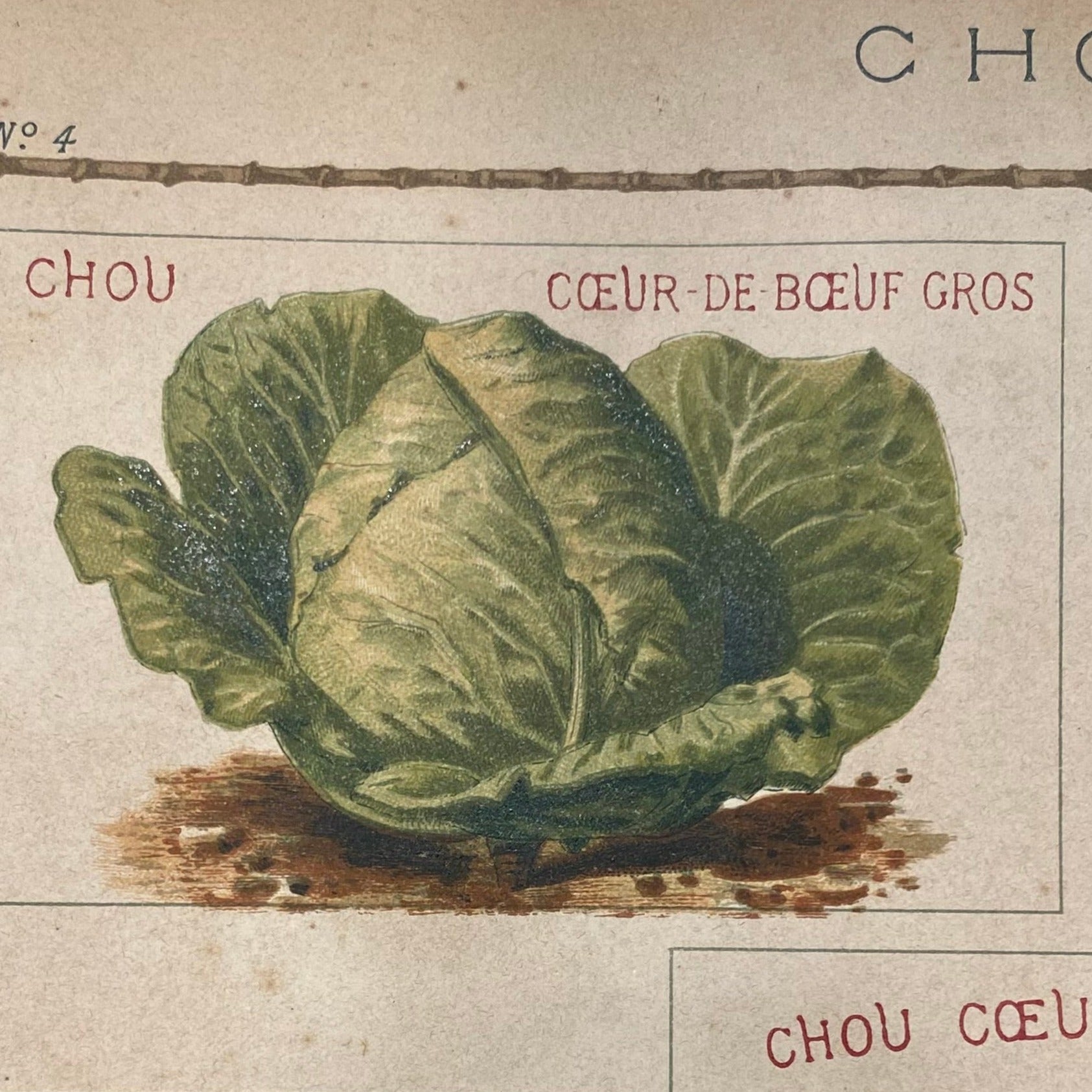Photo d'époque du. chou coeur de boeuf des vertus dans un vieux catalogue