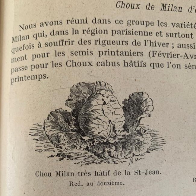 Photo prise dans un catalogue d'époque, représente le chou milan très hâtif de la St-Jean