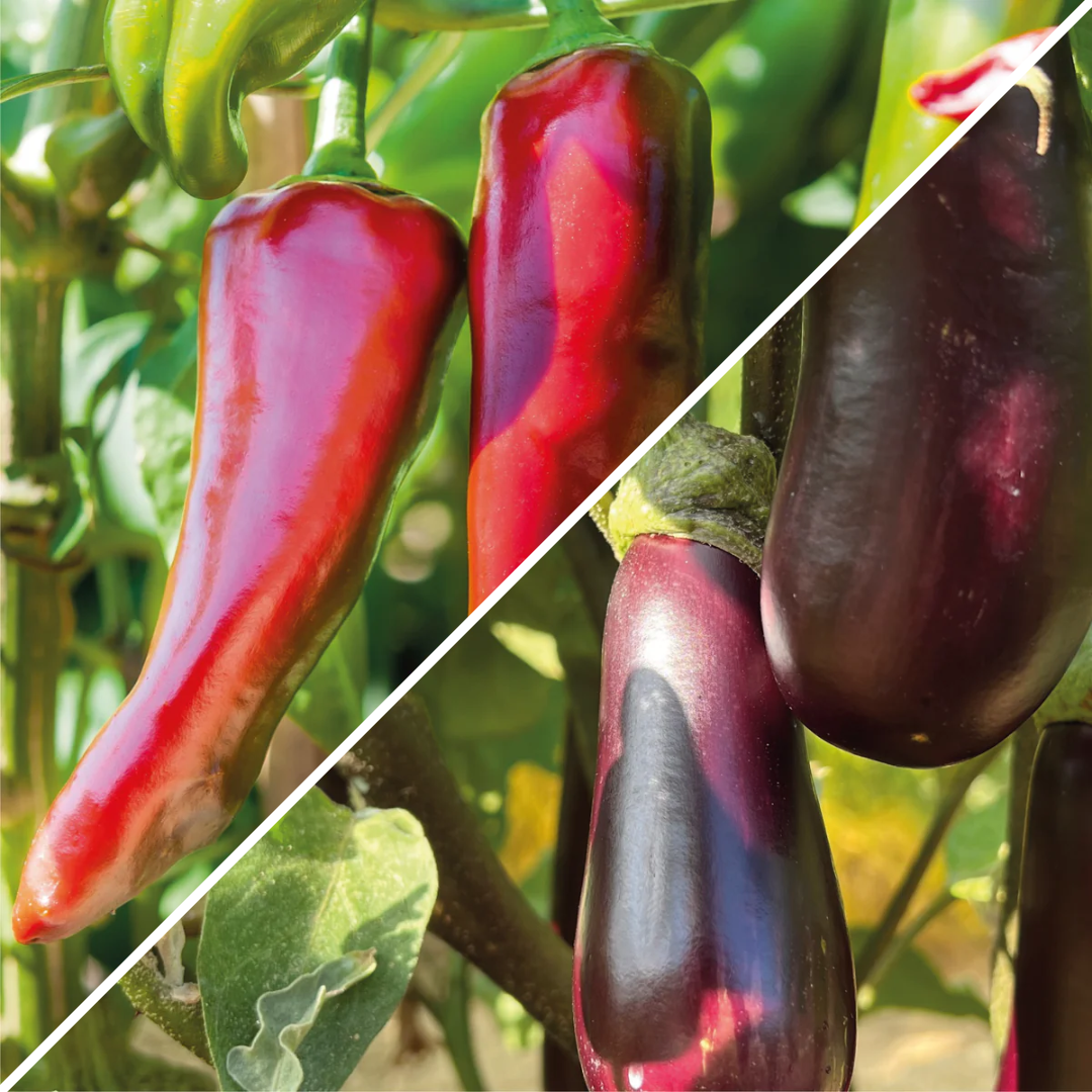 Lot de graines de piment Gorria type Espelette et aubergine de Toulouse