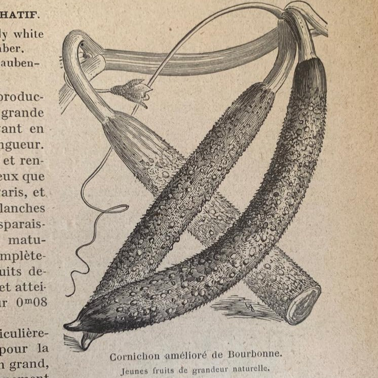 Cornichon amélioré de Bourbonne