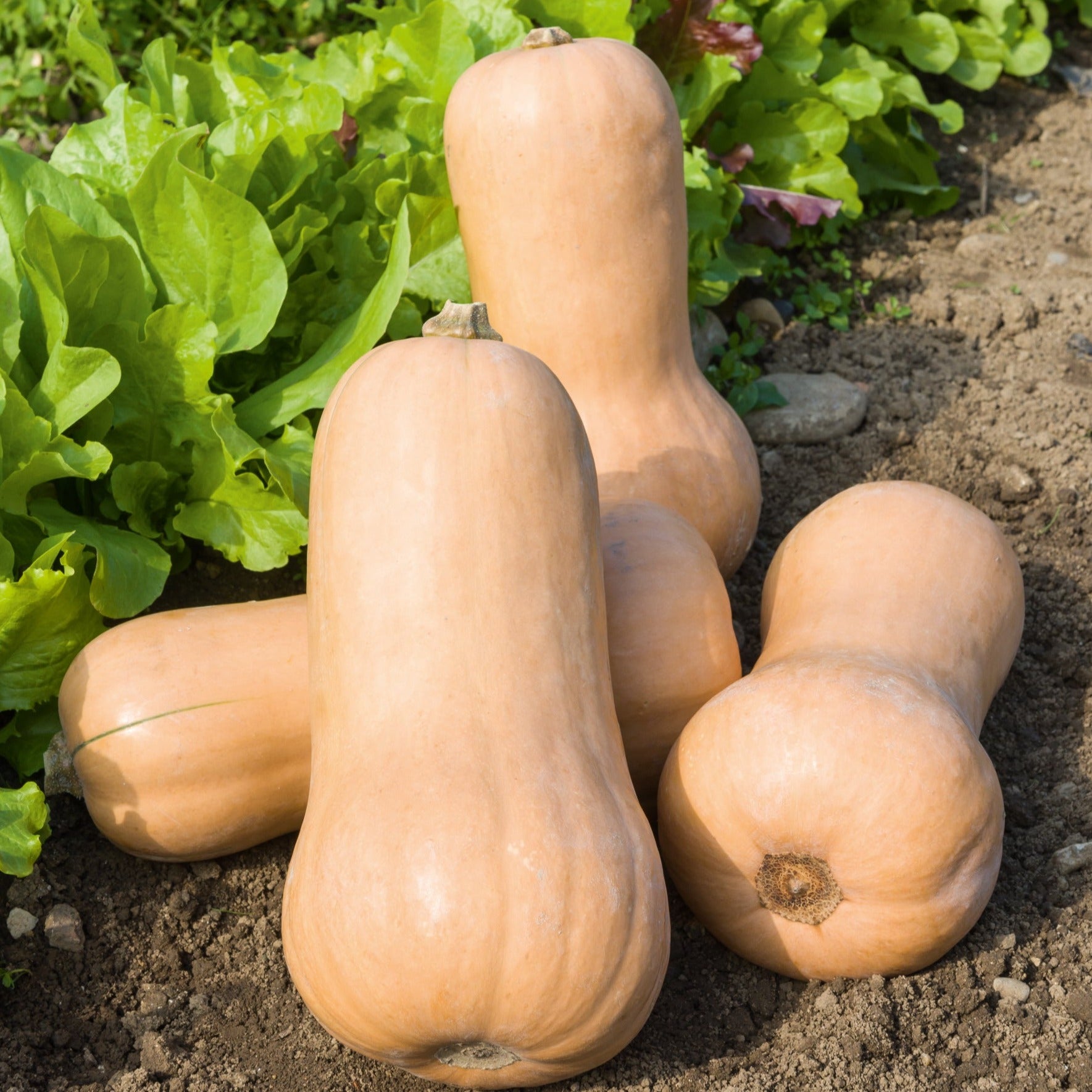 Courge musquée BUTTERNUT