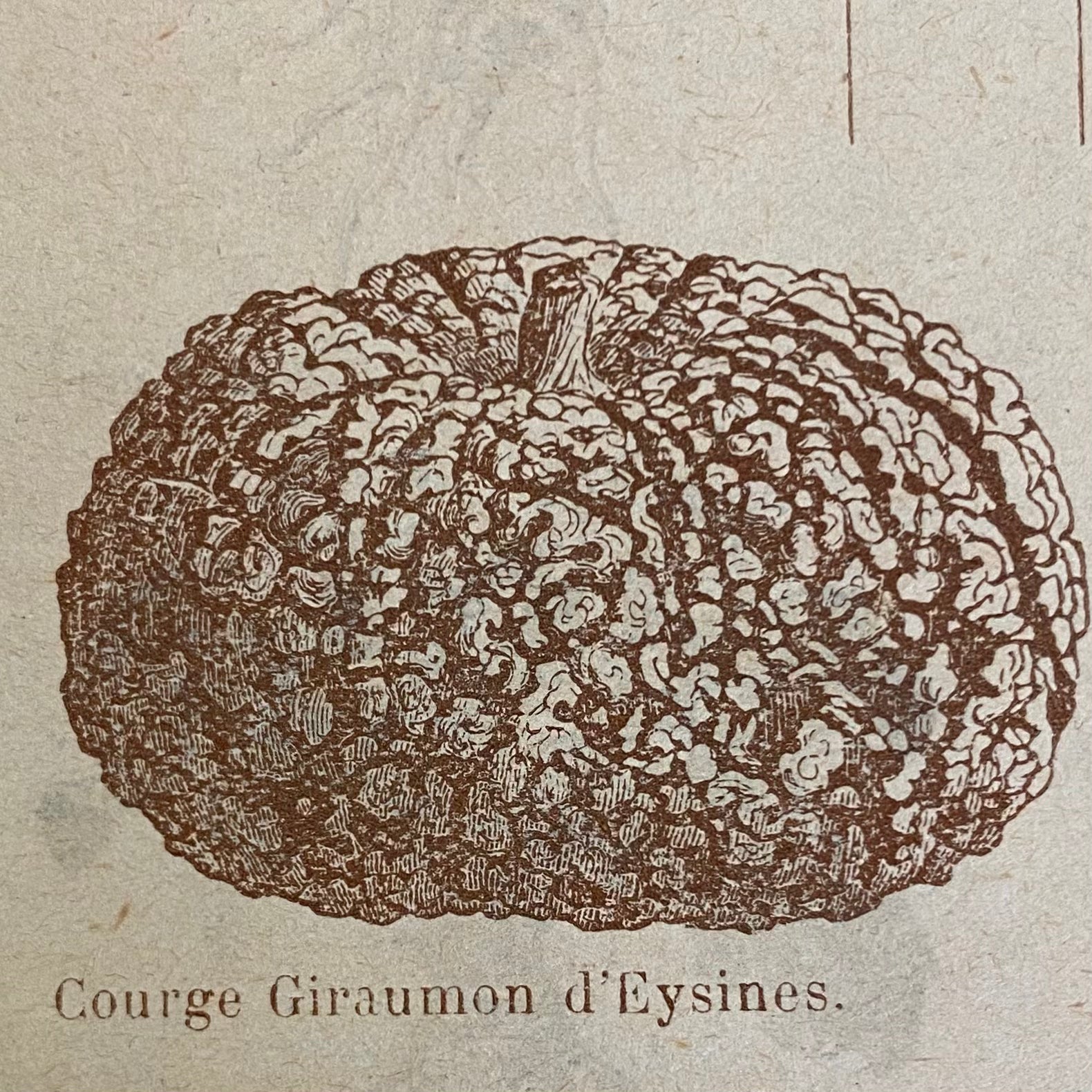 courge galeuse d'eysine. Photo de catalogue ancien de la courge galeuse d'eysines