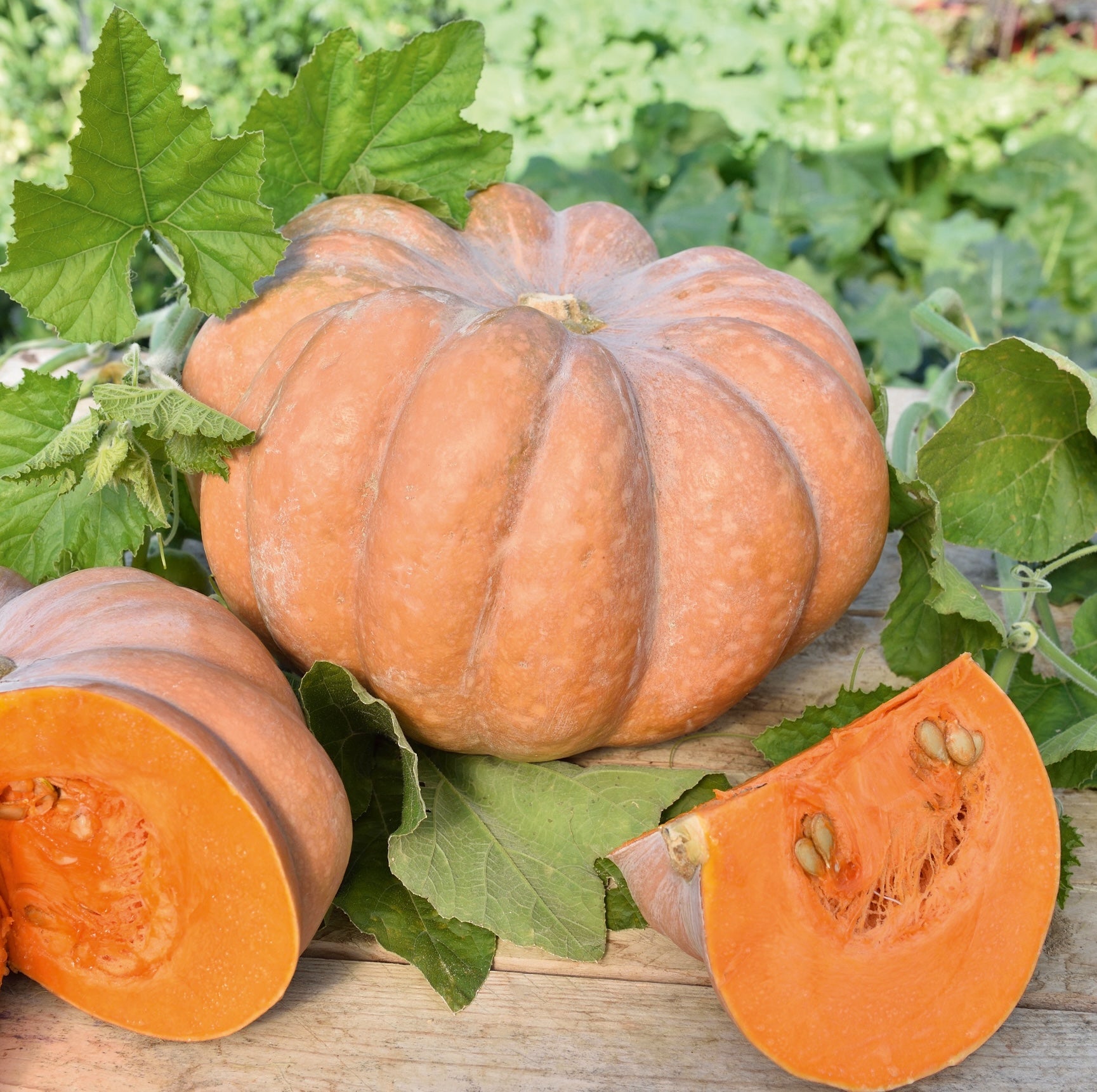 Courge musquée de Provence