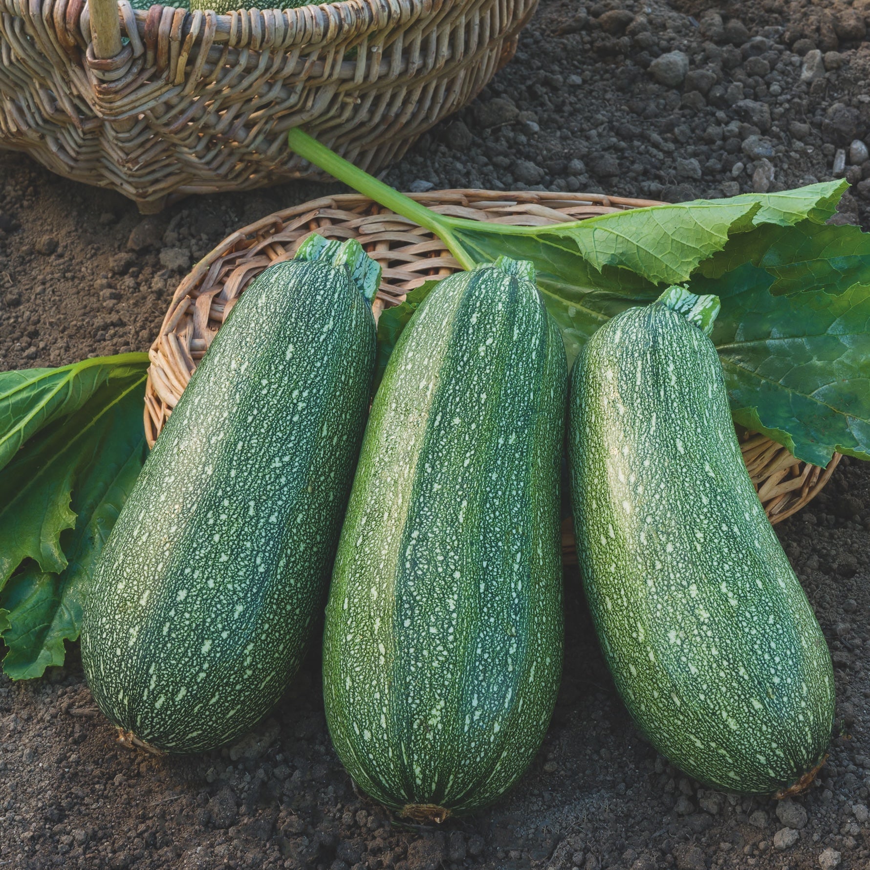Photo de la courgette grisette de Provence