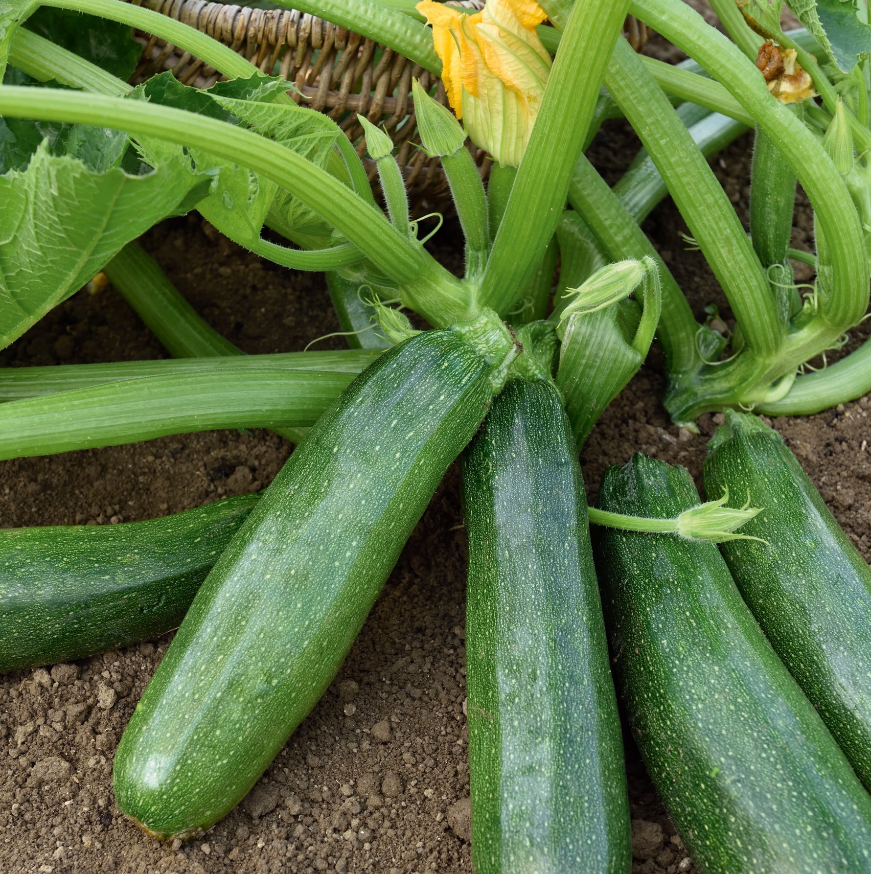 photo de la récolte de la courgette verte longue maraichère